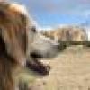 High Desert Deplorable's avatar High Desert Deplorable's avatar