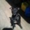 Sneaky Black Dog's avatar Sneaky Black Dog's avatar