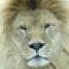 AsLan's Girl's avatar AsLan's Girl's avatar