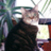 Kitten Underground's avatar Kitten Underground's avatar