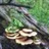 shrooms4u's avatar shrooms4u's avatar
