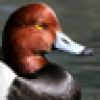 What duck?'s avatar What duck?'s avatar