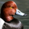 What duck?'s avatar