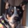 Jeff the Dog's avatar Jeff the Dog's avatar