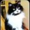 Tuxie Catmom's avatar