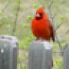 Bird Man's avatar Bird Man's avatar