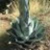 (((Cornucopian)))'s avatar (((Cornucopian)))'s avatar