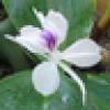 Blue Galangal's avatar Blue Galangal's avatar