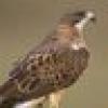 Gary HokieHawk's avatar Gary HokieHawk's avatar