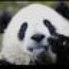innerPanda's avatar innerPanda's avatar