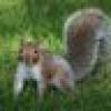 Squirrel_MA's avatar