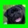 Pug Life's avatar