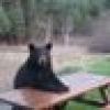 Bear N Mind The News's avatar Bear N Mind The News's avatar