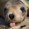 California Sea Lion's avatar