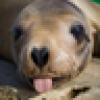 California Sea Lion's avatar California Sea Lion's avatar