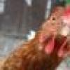 1Skeptical Chick's avatar 1Skeptical Chick's avatar