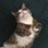 Meeche's avatar Meeche's avatar