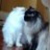 Joyce π±πΆπΎππΌππ¬ππΉππΏπ's avatar Joyce π±πΆπΎππΌππ¬ππΉππΏπ's avatar