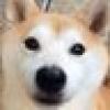 Beige Shiba ♔'s avatar Beige Shiba ♔'s avatar