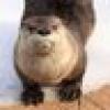 Annoyed Minarchist Otter's avatar Annoyed Minarchist Otter's avatar