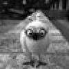 dANGLINGbABY's avatar dANGLINGbABY's avatar