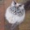 Brandy's avatar Brandy's avatar