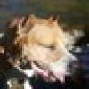 Brown Dog ๐ถ's avatar Brown Dog ๐ถ's avatar