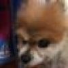 AngryAF Pomeranian's avatar