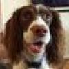 Mr Spaniel's avatar