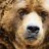 The Bear's avatar The Bear's avatar