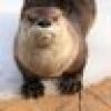 Annoyed Otter's avatar