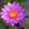 Caring Heart's avatar Caring Heart's avatar