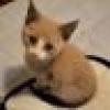 Snowshoe Meezer Mom's avatar Snowshoe Meezer Mom's avatar