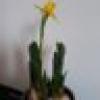 rufette ?'s avatar rufette ?'s avatar