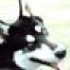 Bertha🐾99% Shadowbanned's avatar Bertha🐾99% Shadowbanned's avatar