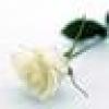 RoseFromPhila ๐ ๐ถ๐ธ's avatar RoseFromPhila ๐ ๐ถ๐ธ's avatar
