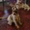 🐩🐾 LMBigSur🐾 🐘's avatar 🐩🐾 LMBigSur🐾 🐘's avatar