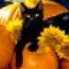 Cattitude❌🇺🇸🐾's avatar Cattitude❌🇺🇸🐾's avatar