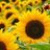 Sunflowers_Q 's avatar