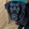 Curious Canine's avatar Curious Canine's avatar
