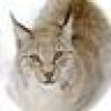 Lynx's avatar