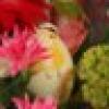 自重をかなぐり捨てた石菖's avatar 自重をかなぐり捨てた石菖's avatar