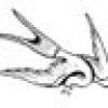 Rare Bird's avatar Rare Bird's avatar