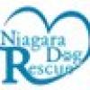 Niagara Dog Rescue's avatar