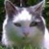 Klondike the Cat's avatar