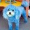 A Blue Dog Democrat's avatar